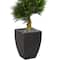 5.5ft. Cypress Spiral Tree in Black Wash Planter